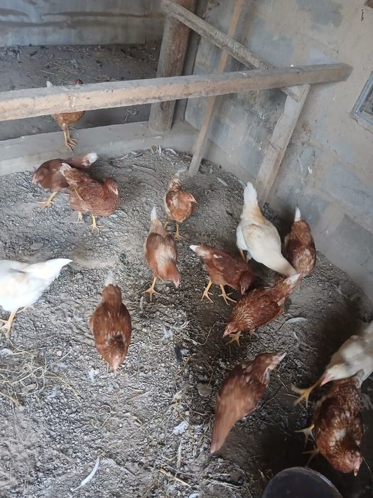 Продам курей ломан Браун четыре месяца хорошие