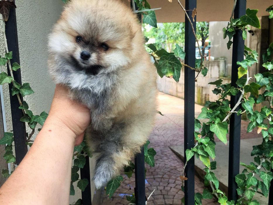 Померан мини Померанчета