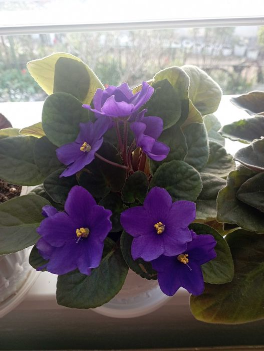 сентполия- кичеста теменужка