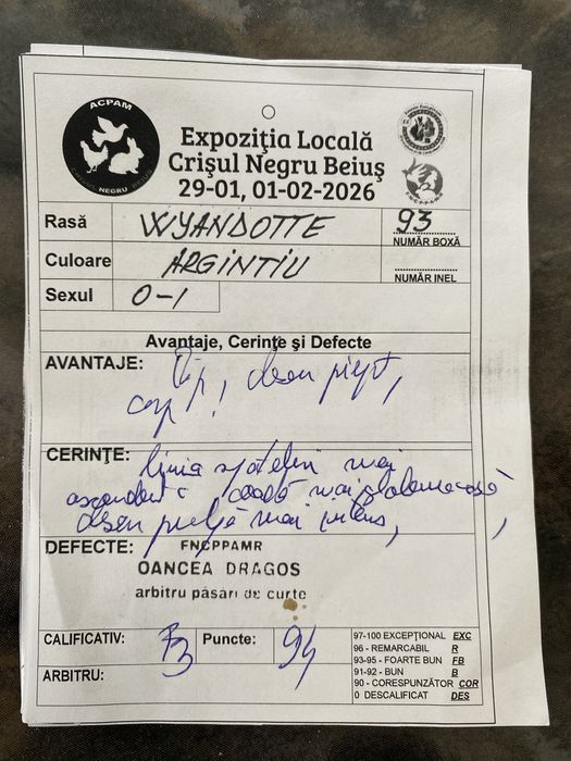 Ouă Australorp Negru și Wyandotte Argintiu