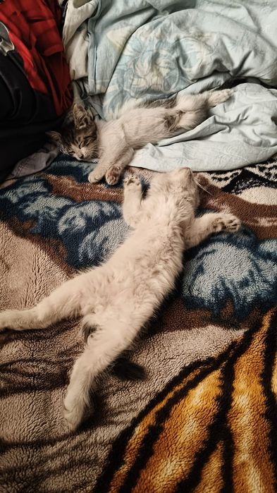 Отдадим котят в добрые руки
