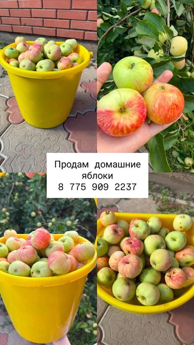 Домашние яблоки свежие уральск