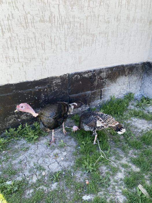 Продам жирные индюки