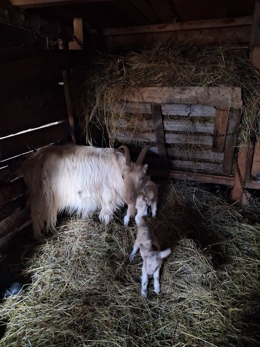 Vând 2 capre cu 4 iezi