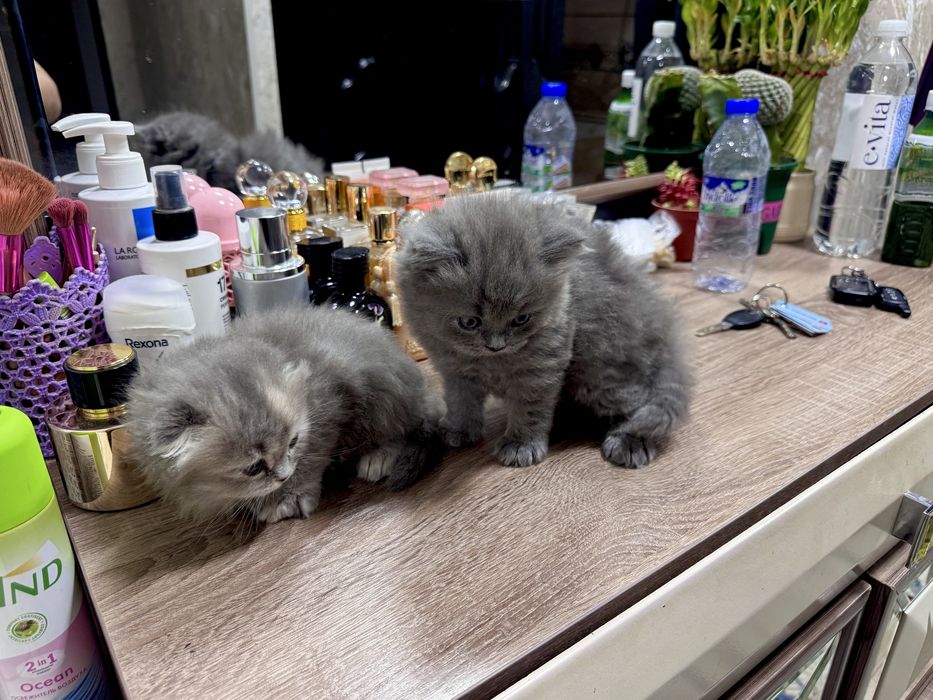 Скотиш фолд манчикин кошка