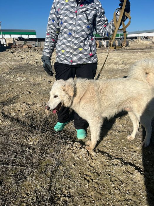 Собаки  животные