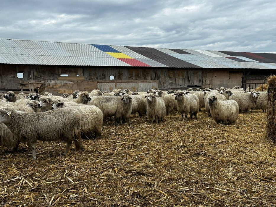 Oi țurcane toate sunt gestante, 700 lei bucata