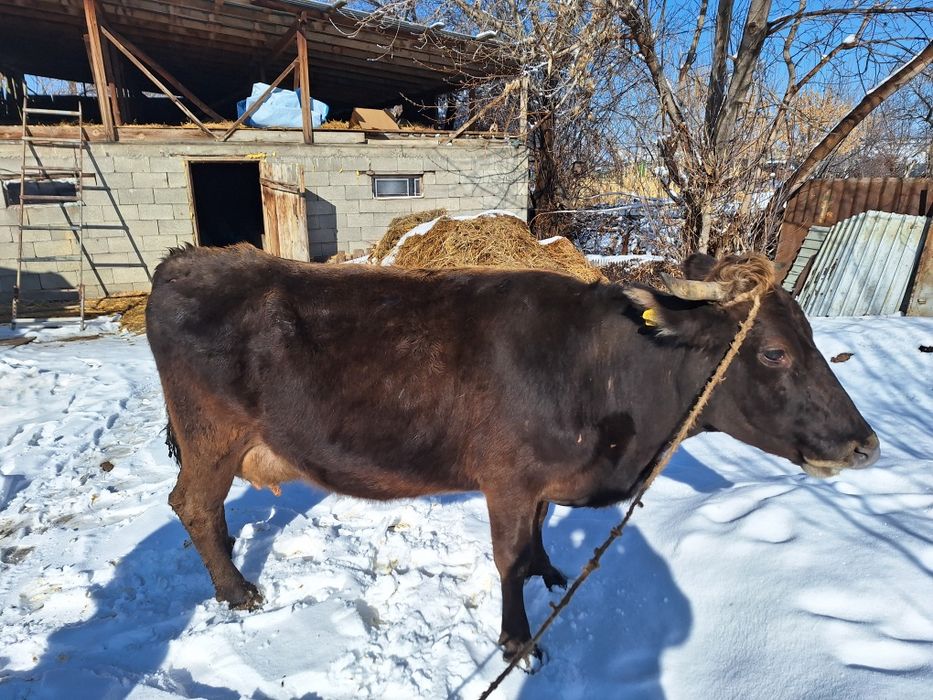 Продам две коровы