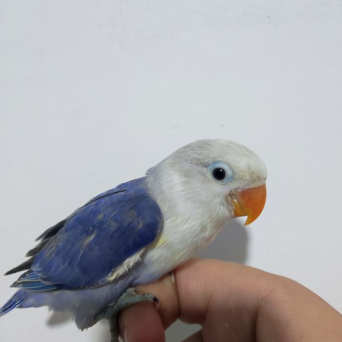 Ручной неразлучник попугай