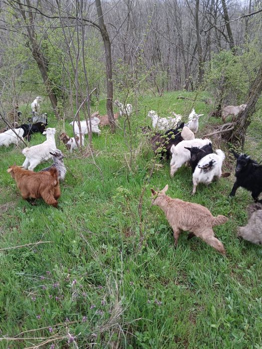 Vând iezi 100 lei bucata