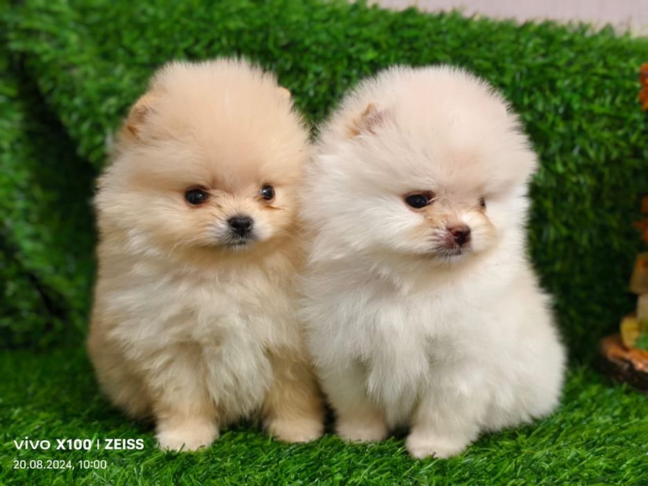 Продам щенков шпица миников