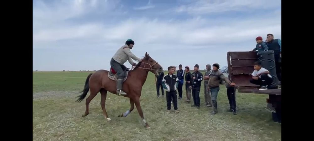 Көкпар ат, жасы 7де, бойы 1,65.