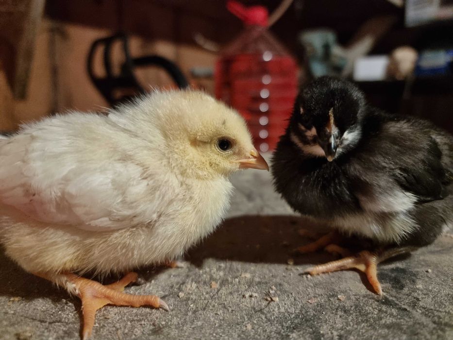 Pui de gaina australorp cu bresse si italiene