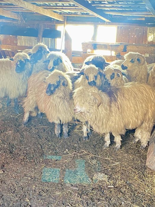 Oi de vânzare(10 buc.)