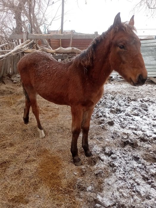 Продается кобылка майская