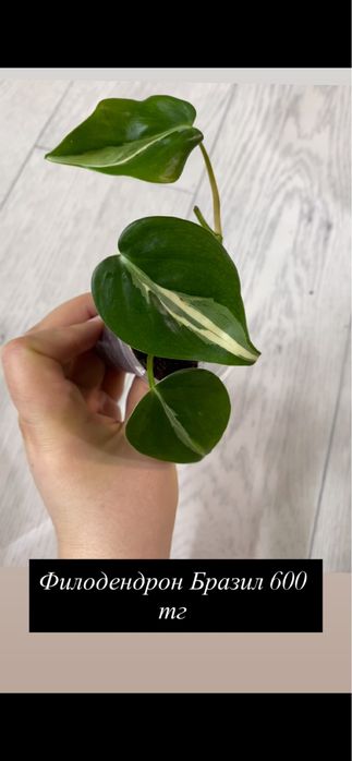 Продам алоказии и т д