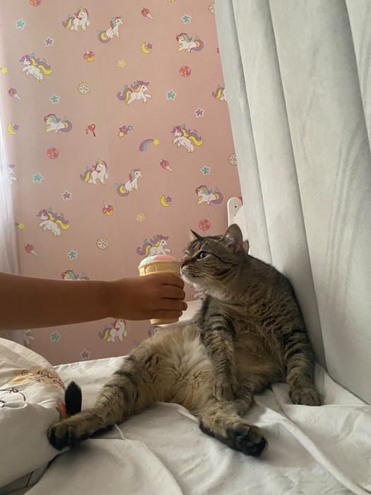 Кошечка в добрые руки