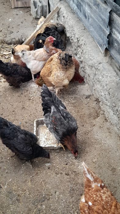 Қораз бен тауықтар сатылады