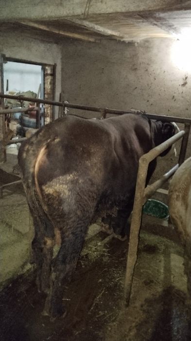 Продам быка двух годовалого