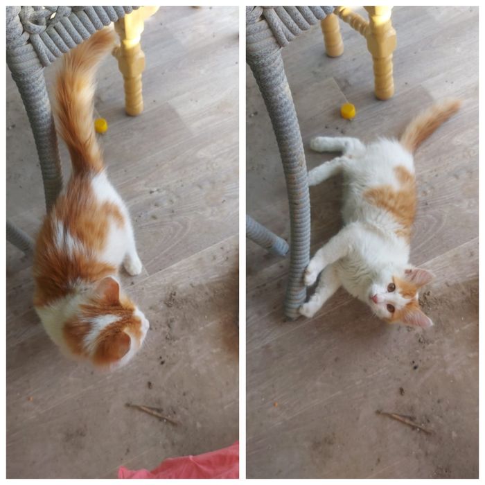 котенок мальчик +-2 мес