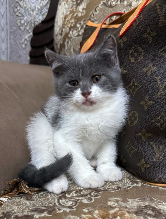 Скотиш страйт мальчик