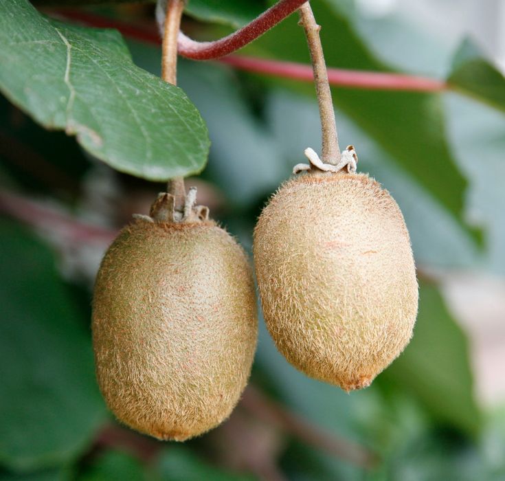 Kiwi (Diferite Soiuri )