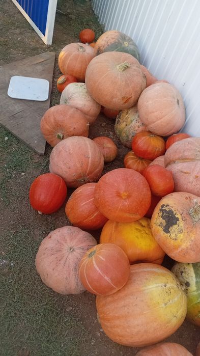 Продам тыкву на еду