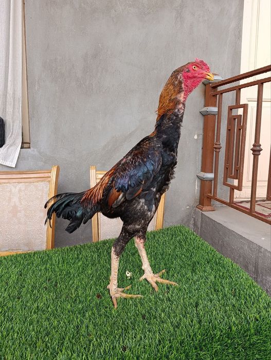 Dakan xoroz sotiladi