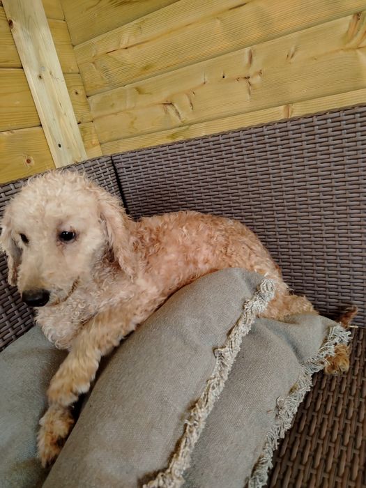 Мини пудел, мини, той