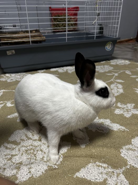 Iepure pitic cu cusca