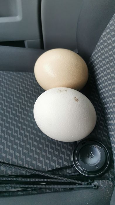 vand oua de strut 100de lei buc la peste 5 buc ee 70 de lei