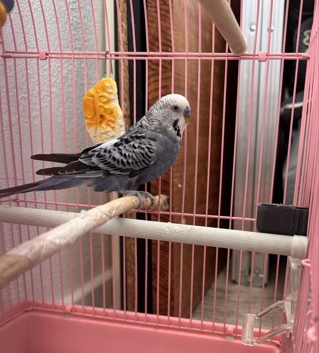Продам попугая с клеткой