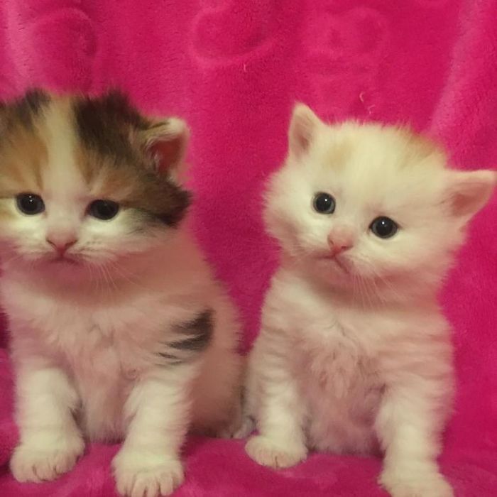 Шотландские малыши