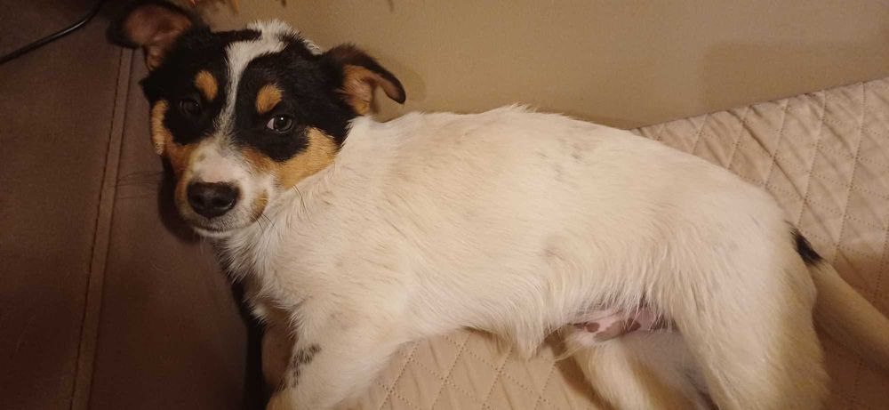 Подаряваме малък джак ръсел на 2м