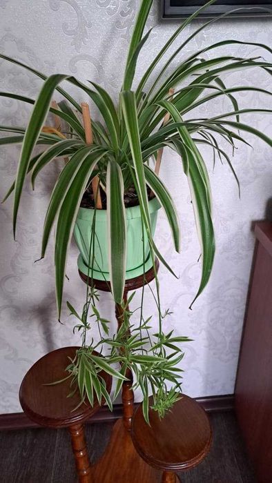 Продам хлорофитум