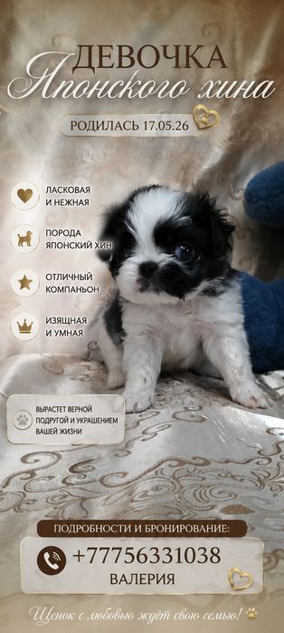 Девочка японского хина.