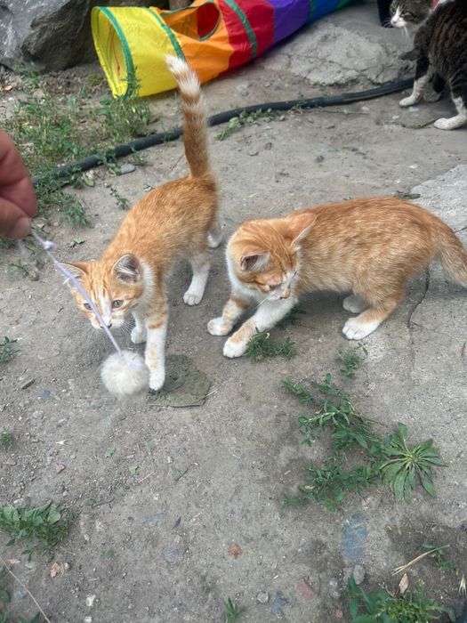 Котята мальчики бесплатно