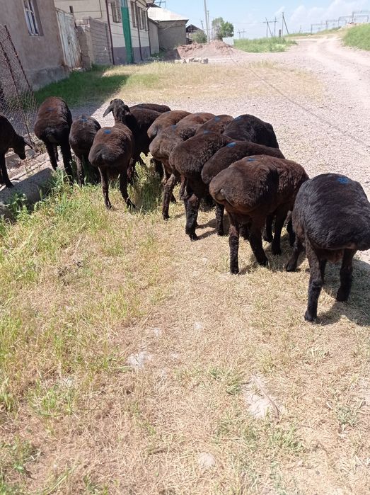 Qoʻchqorlar sotiladi