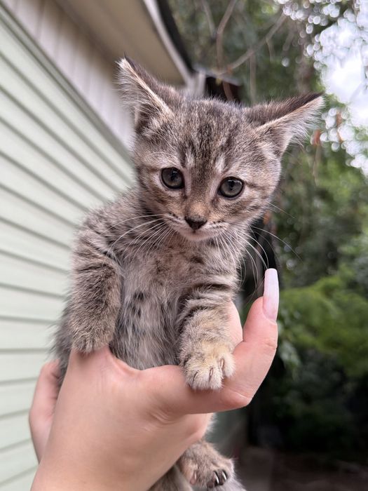 Котята (возраст 1 месяц)
