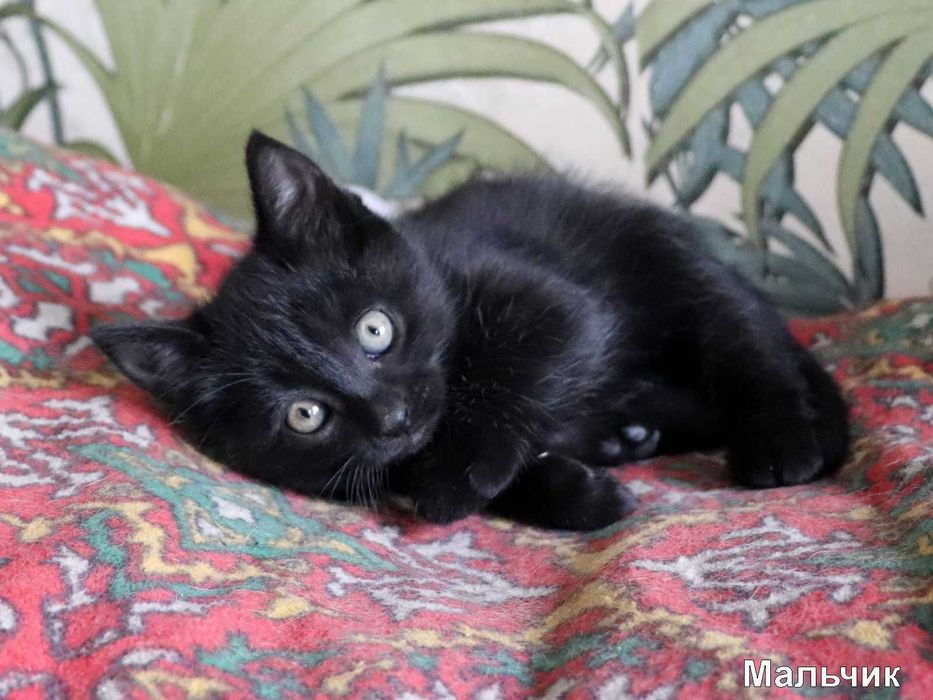 Отдам в хорошие руки котят, 2 девочки, 2 мальчика