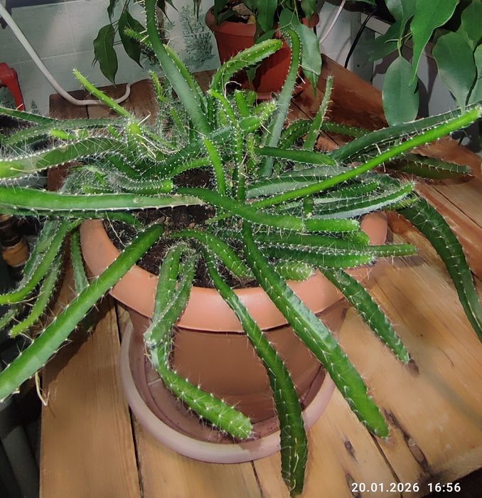 Продам растение драконьего плода