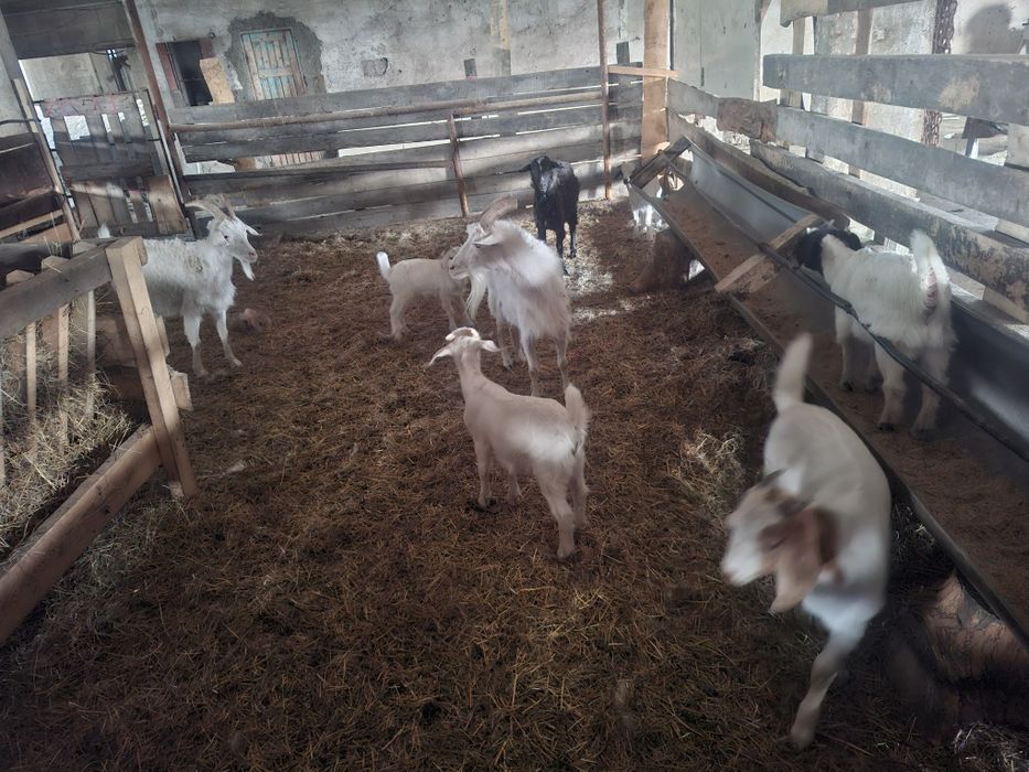 Продам 4 коз и 6 козлят