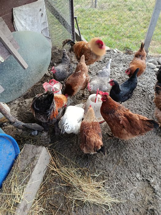 Ouă proaspete de casă