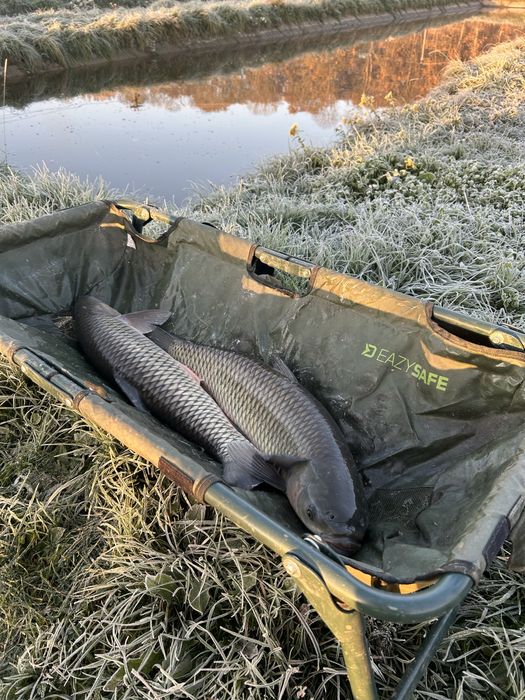 Peste viu de vanzare