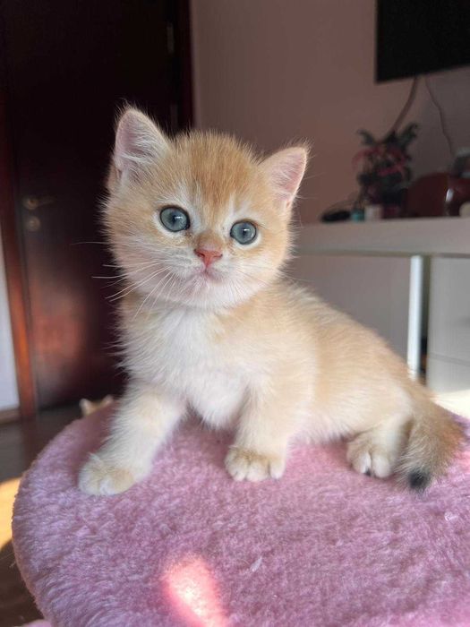 Băiețel adorabil british shorthair golden chinchilla!