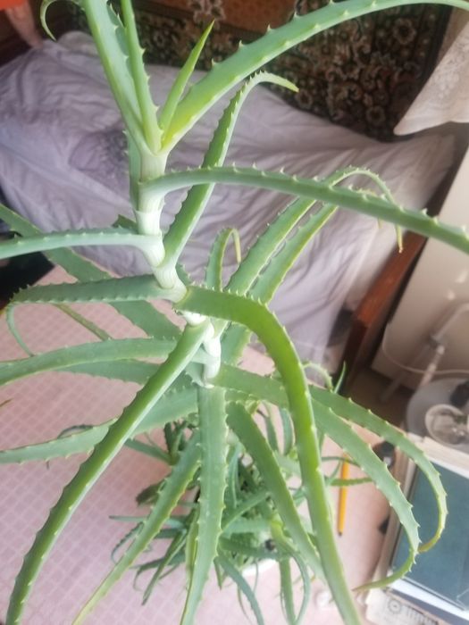 Алоэ-столетник лечебный 5 лет. Р-н  Универмаг.