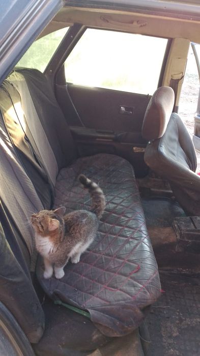 налок салынган тех жок