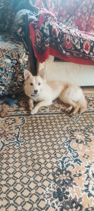 Отдам небольшую собачку