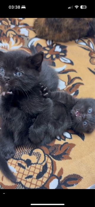 Скоттиш Страйт Scottish straight