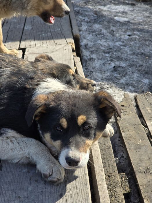 Щенята собака 3 месяца в добрые руки